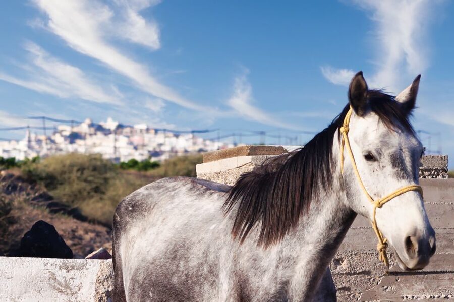 Akrotiri: Guided Horseback Riding Day Trip to a Beach - Who this Santorini horseback experience fits best