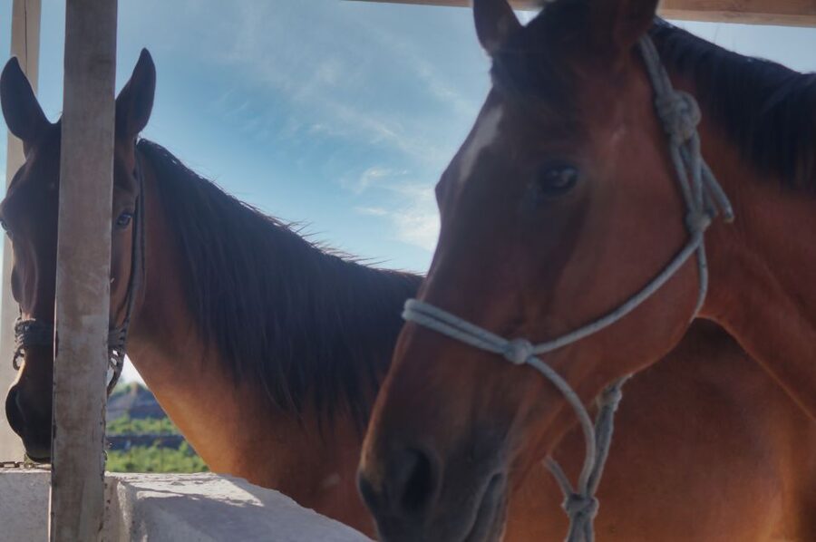 Akrotiri: Guided Horseback Riding Day Trip to a Beach - Guides, horses, and the safety approach that makes first-timers relax