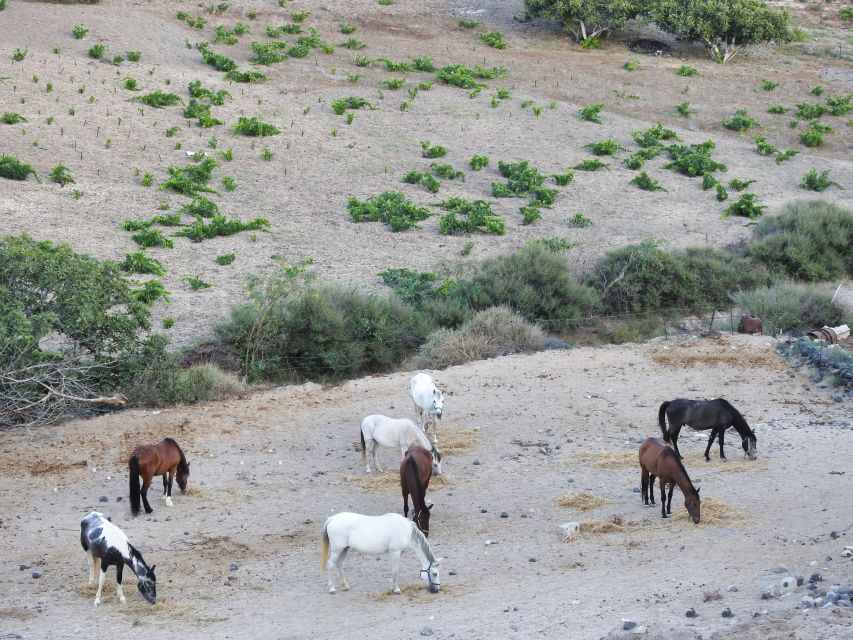 Akrotiri: Guided Horseback Riding Day Trip to a Beach - Price and value: what $88 buys on this Santorini horse ride