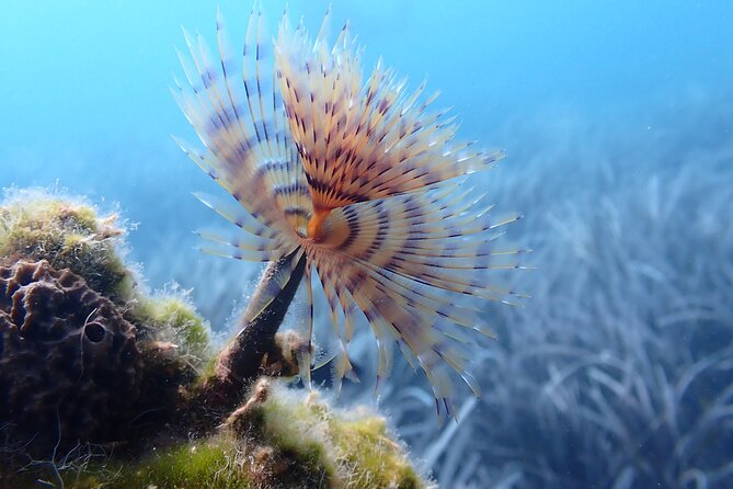 Discover Scuba Diving in Santorini - The Sea Condition Factor: The Only Real Variable You Can’t Control