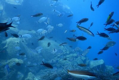 Discover Scuba Diving in Santorini
