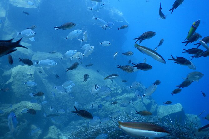 Discover Scuba Diving in Santorini - What You Actually See and Feel in Santorini’s Water