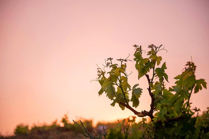 Private Santorini Wine Roads Tour with Tastings - Views during the drive, and what to watch for on the caldera side