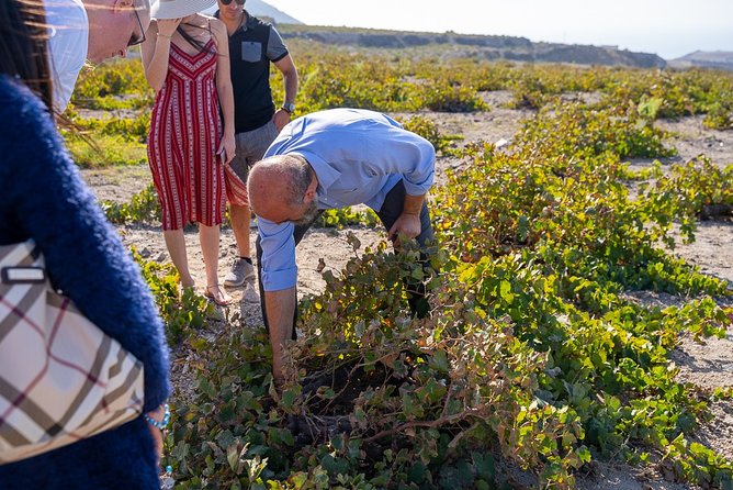 Private Santorini Wine Roads Tour with Tastings - Cruise ship timing and the cable car detail you should not skip