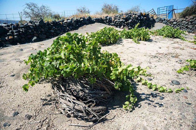 Private tour: Discover Santorini Archaeology, Culture & Wine Tasting - Black sand beach and the village: where Santorini looks real