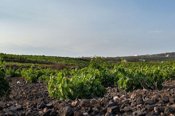 Private Wine Adventure Tour in the Most Distinct Wineries - Key things that make this wine tour work