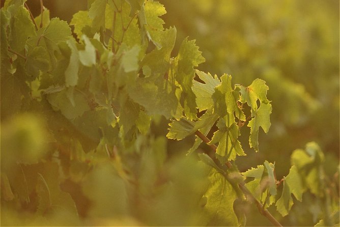 Santorini 3-Winery Tour with 12 Wine Tastings and Oia Sunset - Stop 2, Artemis Karamolegos: the family story behind the wines