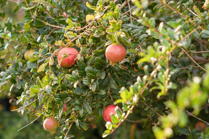 Santorini 5 Hour Private Oia Tour & Lunch/Dinner at a Local Farm - Small private group energy, and why your host matters