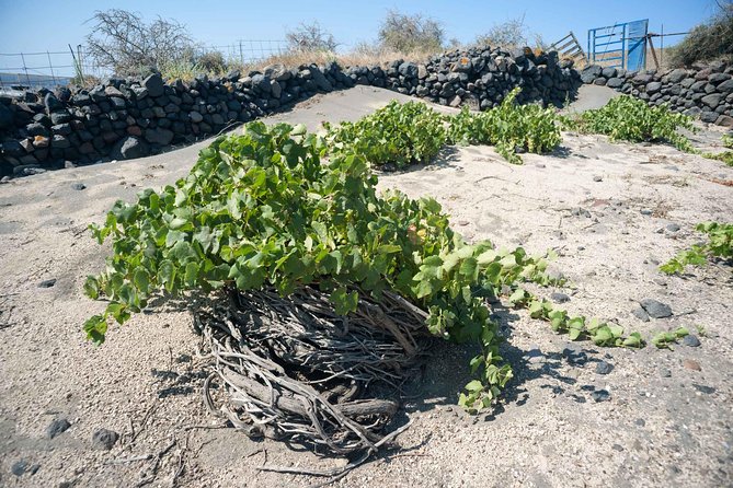Santorini Archaeology and Wine Small-Group Tour with Tastings - Price and Value: Why $228.30 Can Make Sense