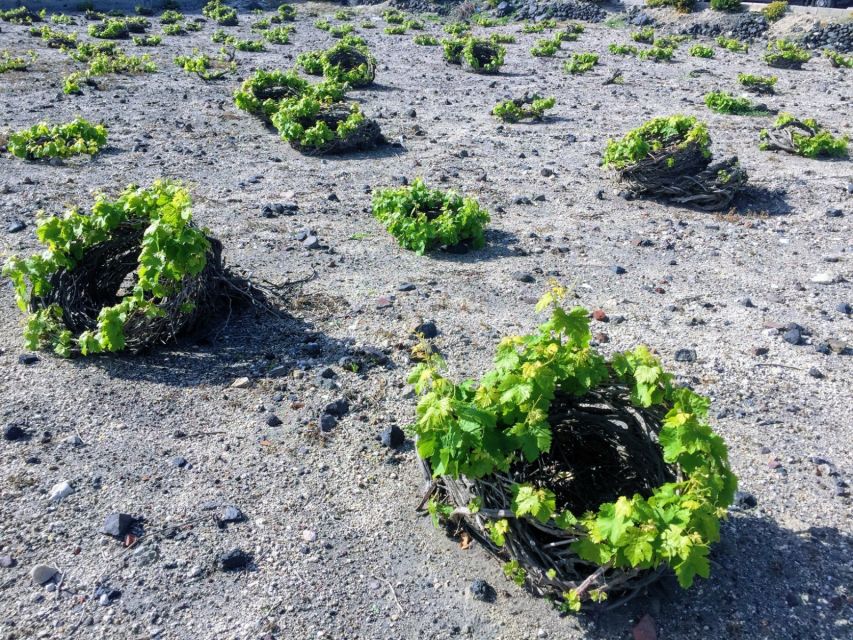 Santorini: Guided Tour to 3 Wineries with Wine Tastings - The sweet spot: why 3 wineries in 4.5 hours feels like a win