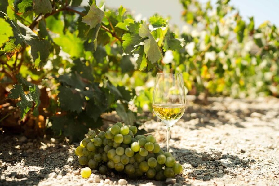 Santorini: Highlights prive tour & wine tasting-local guide - Art Space Winery Museum and Wine Tasting: More Than a Quick Pour