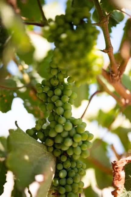 Santorini: Private Agri-Educational Visit to an Organic Farm - The guide-led private format, and why meeting Dimitris and Maria matters
