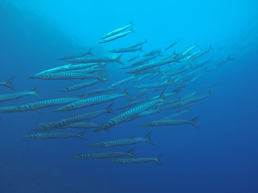 Santorini: Scuba Diving Experience for Beginners - Timing, depth limits, and the adjustment that keeps it beginner-friendly