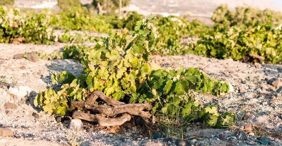 Santorini: Three Wineries and One Brewery Tour with Tastings - The final winery choice: Anhydrous, Hatzidakis, Venetsanos, or Artemis Karamolegos