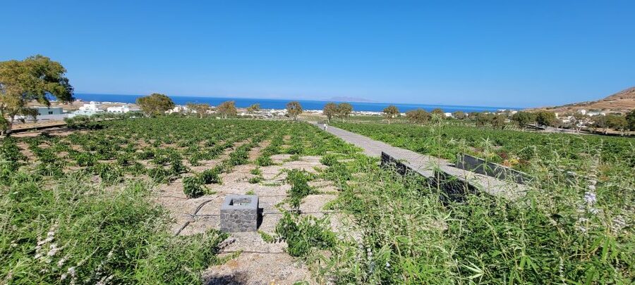 Santorini: Three Wineries and One Brewery Tour with Tastings - Start at Santorini Brewing Company, beers first for a reason