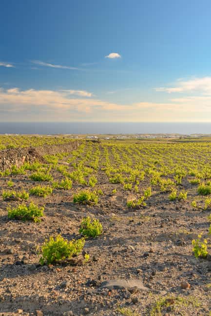 Santorini: Through the Grapevine Tour Winery Tasting Tour - Price and Value: Why $209 Can Make Sense