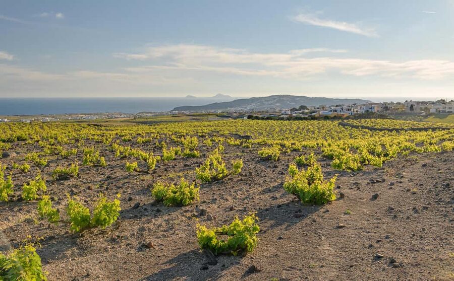 Santorini: Through the Grapevine Tour Winery Tasting Tour - The Sommelier Factor, Including Lefty