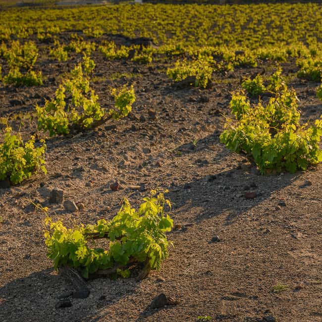 Santorini: Through the Grapevine Tour Winery Tasting Tour - What You’ll Taste: 12 Volcanic Wines plus Local Bites