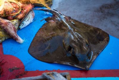 Traditional Fishing Trip and Fresh Fish Lunch