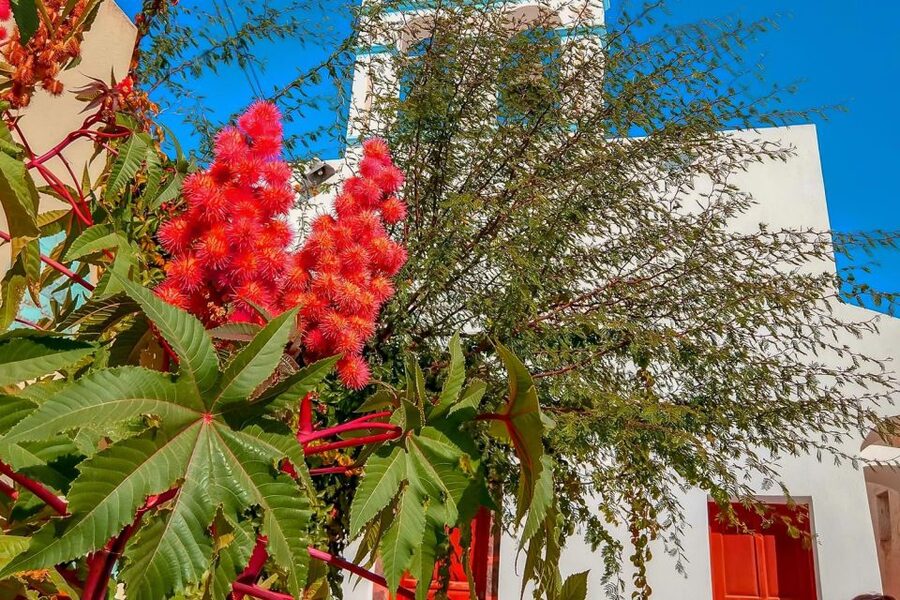 Santorini: Traditional Sightseeing Bus Tour with Oia Sunset - Akrotiri excavation, prepaid time travel at Santorini’s prehistoric site