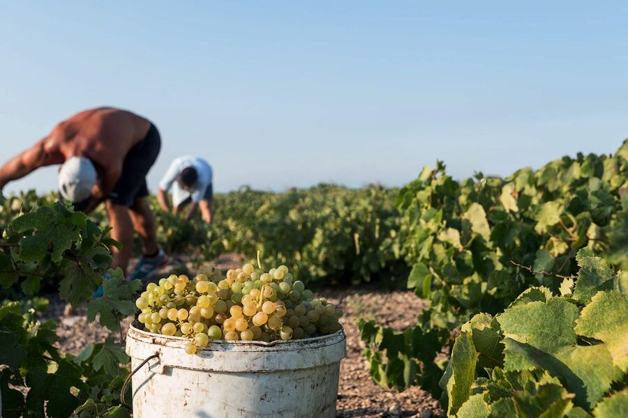 Santorini Wine Roads: Tour of 3 Wineries with a Sommelier - Key highlights worth planning around