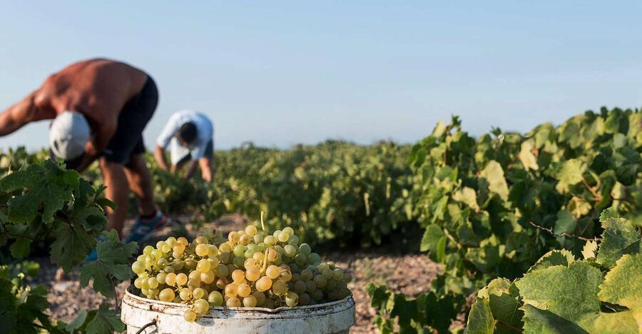 Santorini Wine Roads: Tour of 3 Wineries with a Sommelier - Cycladic cheese pairing, local bites, and pacing that fits 4 to 5 hours
