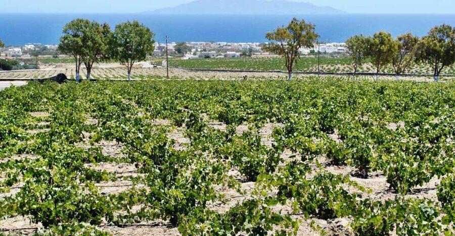 Santorini: Wine Tasting Tour & Sunset Viewing - Santorini’s volcanic wines, and why this tasting feels different