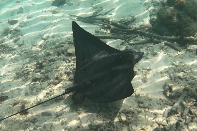 Scuba Diving Experience in Santorini - Photos and Video: How to Avoid the Most Common Expectation Mix-Up
