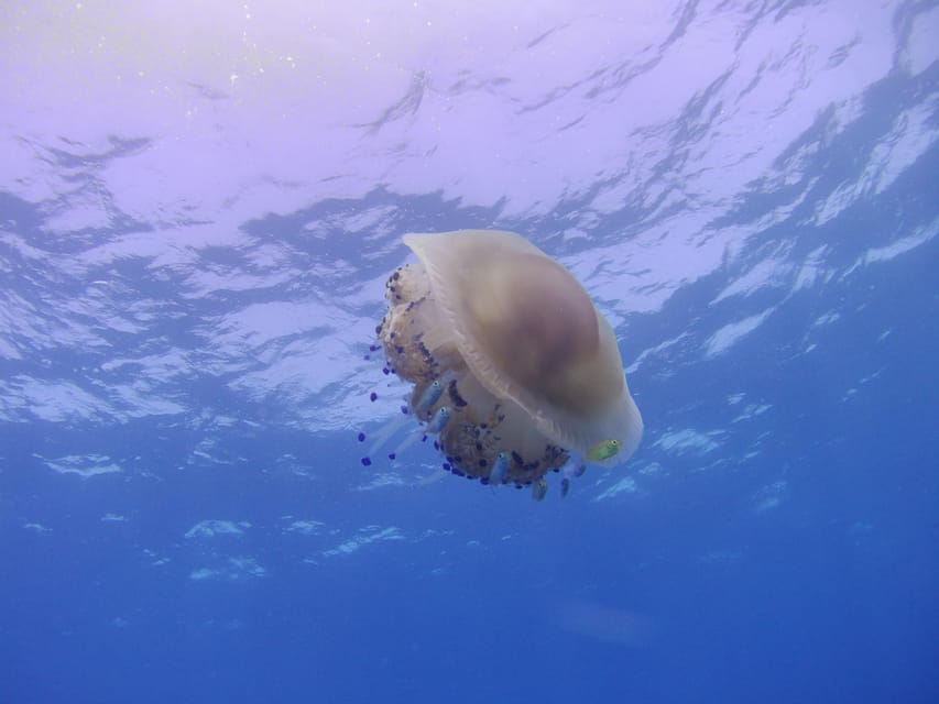 Scuba Diving in the Volcanic Caldera/shorelines of Santorini - Booking tips: flight timing, what to pack, and simple rules